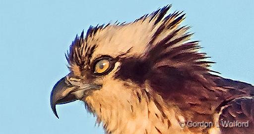 Osprey Nictitating Membrane_DSCF19798crop.jpg - Osprey (Pandion haliaetus) photographed at Smiths Falls, Ontario, Canada.